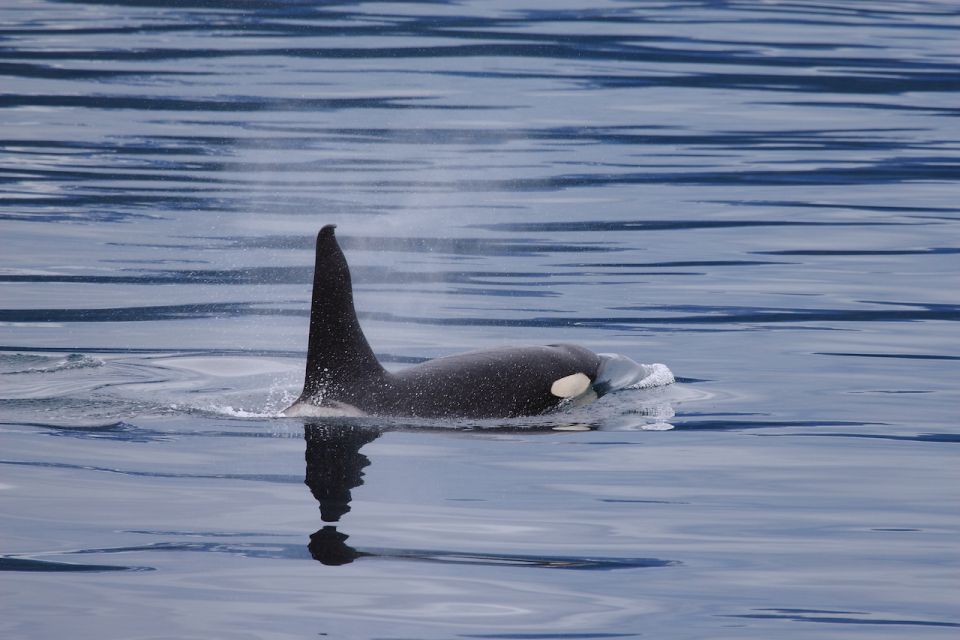 From Valdez: 7.5-hour Meares Glacier & Wildlife Cruise - Review Summary