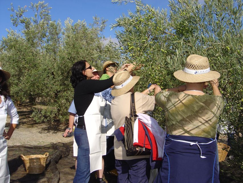 GUIDED TOUR OF AN OLIVE OIL MILL AND WINERY - Alvear Wineries Visit
