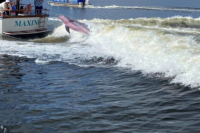 Gulf Breeze Dolphin Tour Around Pensacola Beach - Service Quality