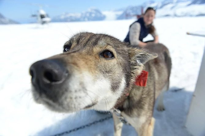 Helicopter Glacier Dogsled Tour Lower Glacier Landing - ANCHORAGE AREA - Unique Experiences