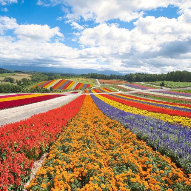 Hokkaido: Biei Blue Pond and Furano Flower Farm Day Trip - Review Summary