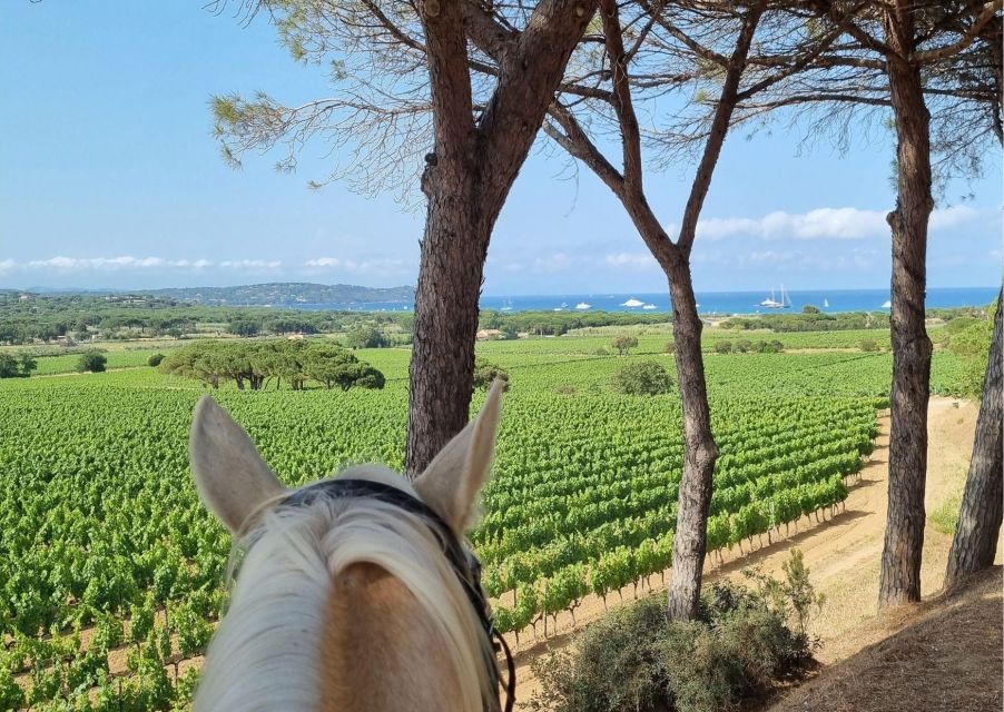 Horse Back Riding + Wine Tasting in Ramatuelle - Important Information
