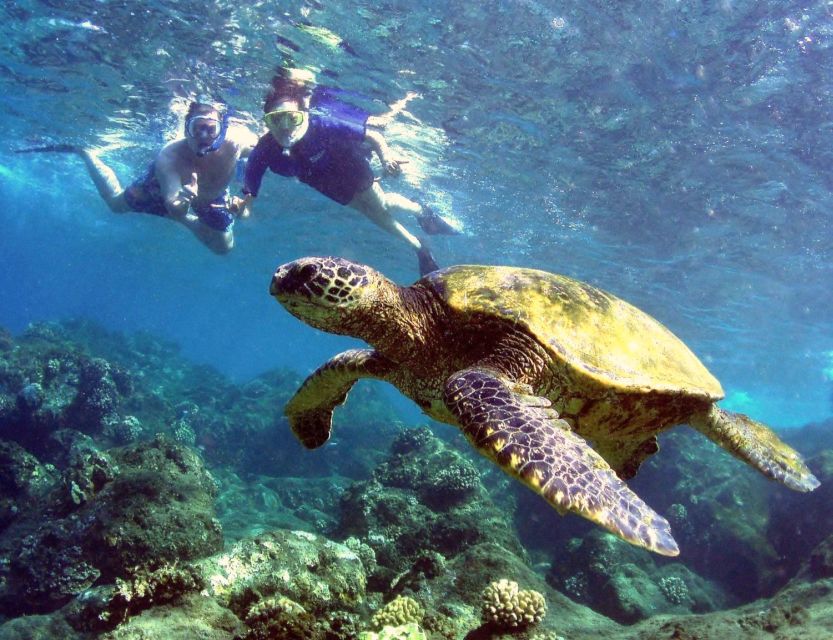 Kayaking and Snorkeling at Turtle Reef - Tour Highlights