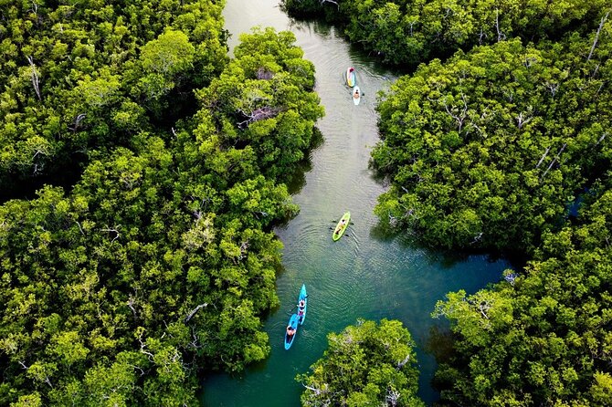 Kayaking Tour in Cancun - Reviews and Testimonials