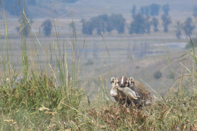 Lamar Valley Safari Hiking Tour With Lunch - Suggestions and Recommendations