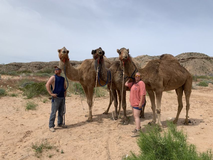 Las Vegas: Desert Camel Ride - Booking Information