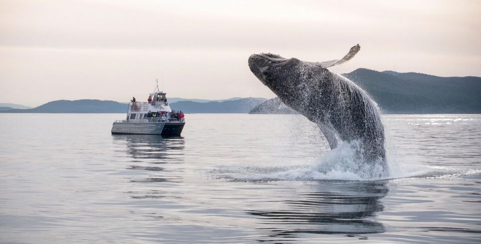 Lopez Island: Whales & Wildlife Boat Tour - Common questions