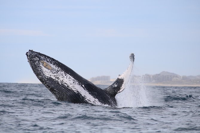 Luxury Catamaran Whale Watching Cabo San Lucas - Customer Support and Additional Information