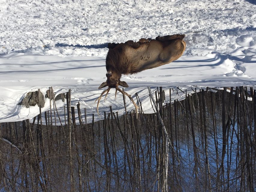 Montreal: Private Day Tour to Parc Omega & Montebello Lodge - Customer Reviews