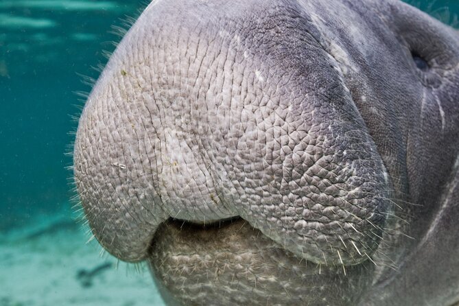 Morning Swim and Snorkel With Manatees-Guided Crystal River Tour - Accessibility and Expectations