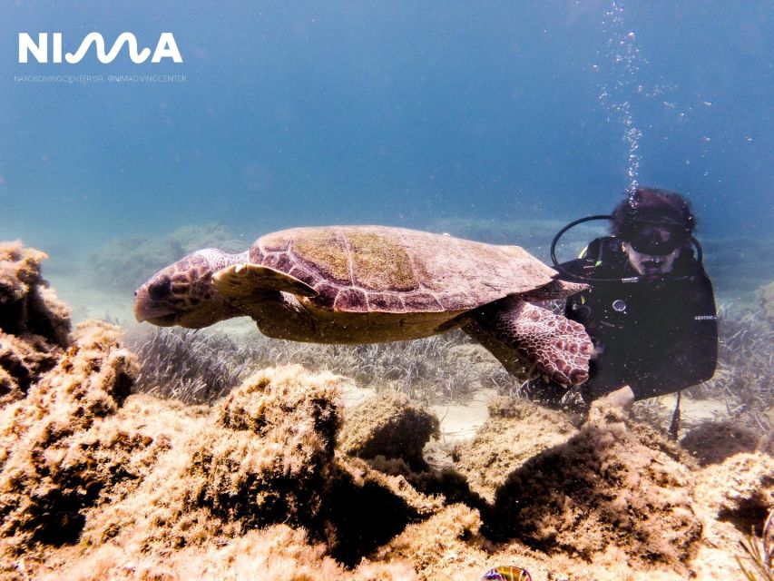 Naxos: Discover Scuba Dive With Nima Dive Center - Booking Process
