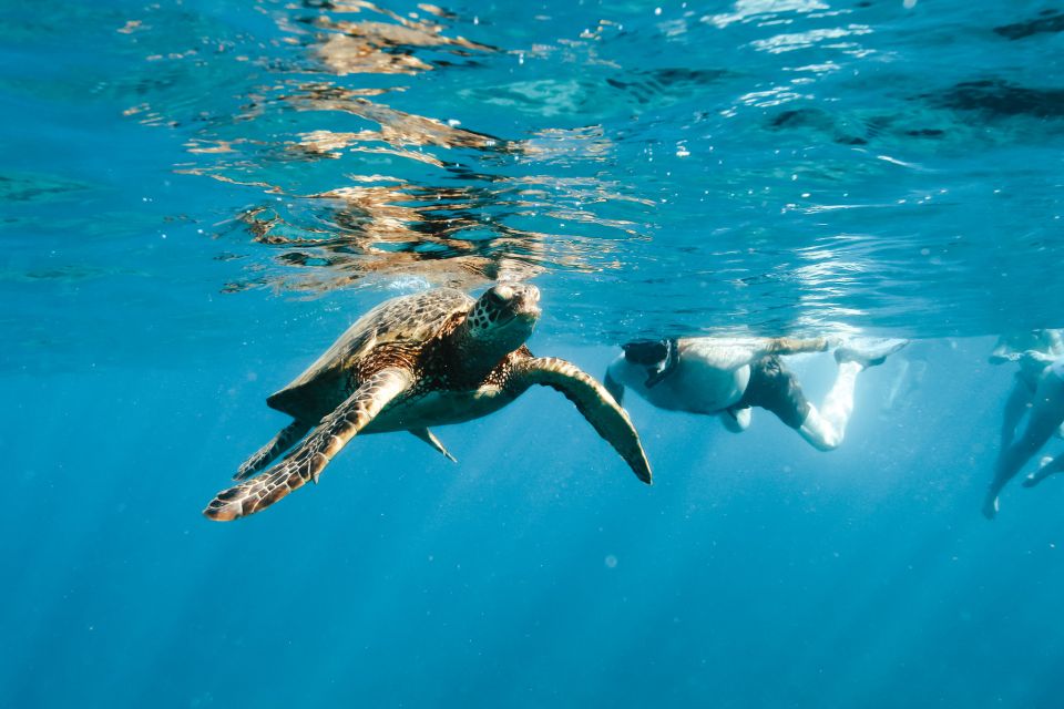 Oahu: Dolphin Swim and Snorkeling Speedboat Tour - Reservations and Pricing