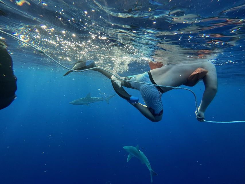 Oahu: North Shore Cageless Shark Snorkeling Tour - Dive Into Hawaiis Ocean World