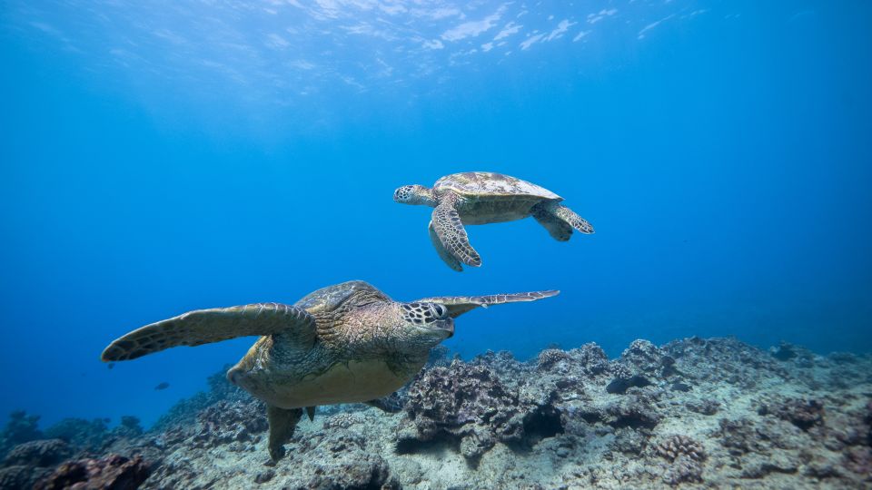 Oahu: Waikiki Discovery Scuba Diving for Beginners - Customer Benefits