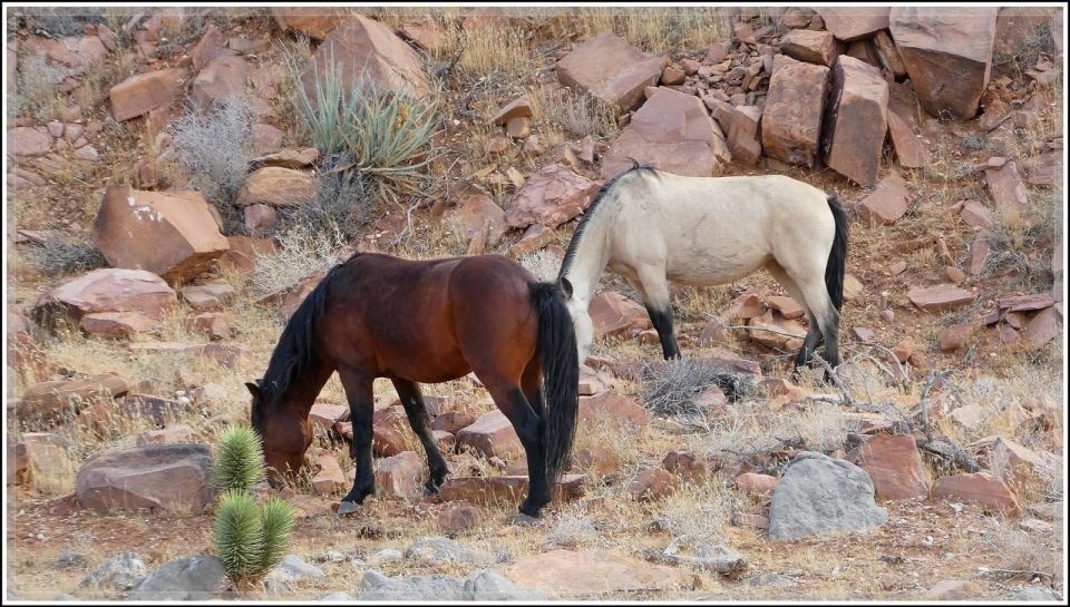 Off-road Desert Adventure: Secrets of the Old West - Desert Exploration Highlights