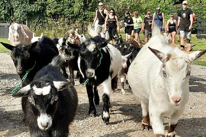 Ontario: Goat Meet-and-Greet Family-Friendly Farm Experience - Booking and Cancellation