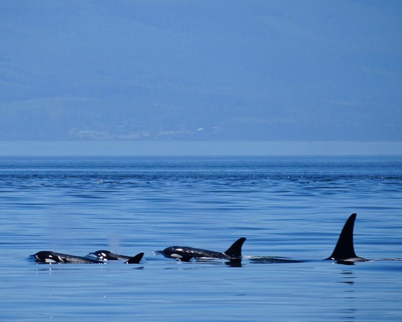 Orcas Island: Orca Whales Guaranteed Boat Tour - Orcas Movement and Boat Speed