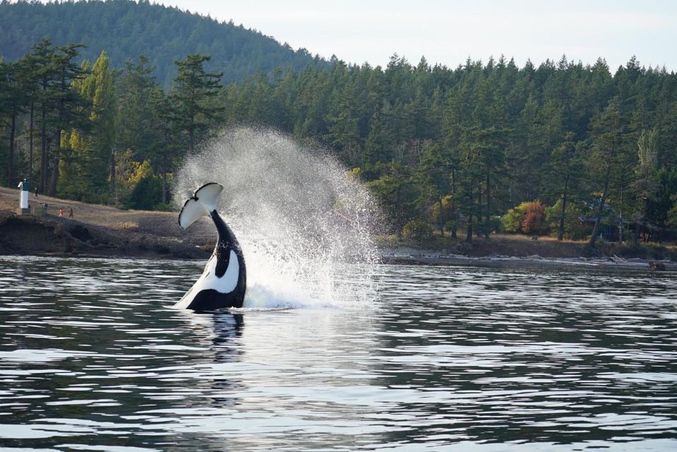Orcas Island: Whale Watching Guided Boat Tour - Itinerary