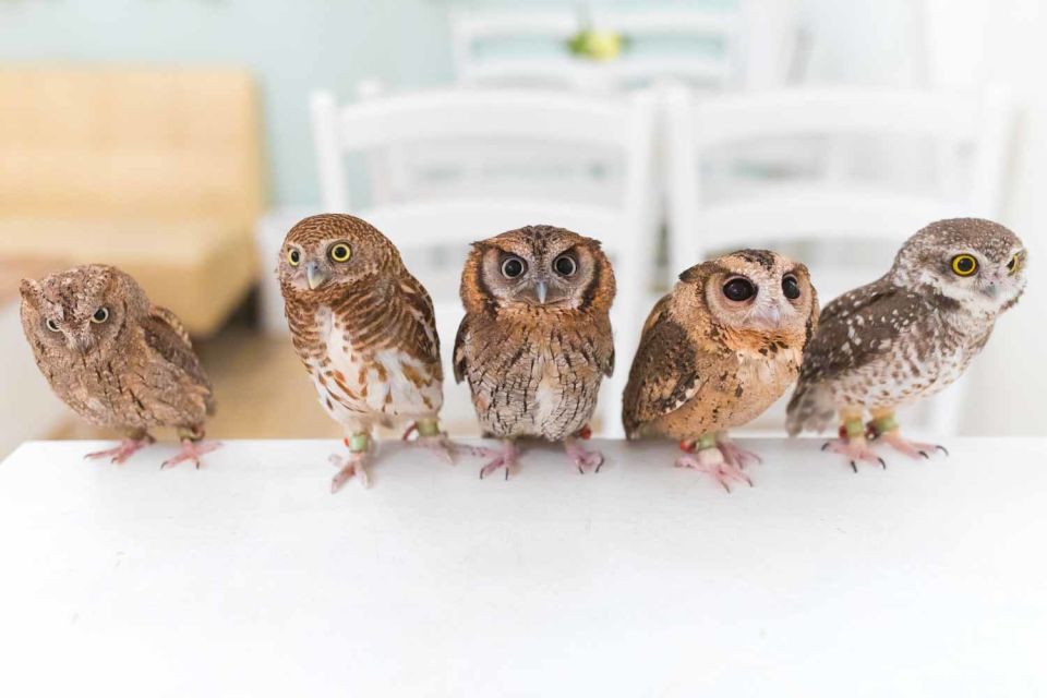 Owl Cafe Tokyo Akiba Fukurou - Owl Interaction Guidelines