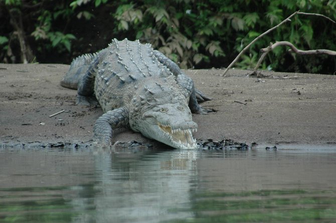 Palo Verde National Park River Safari Boat Tour - Recommendations