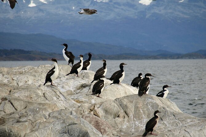 Penguin Colony in Ushuaia - Tour Features