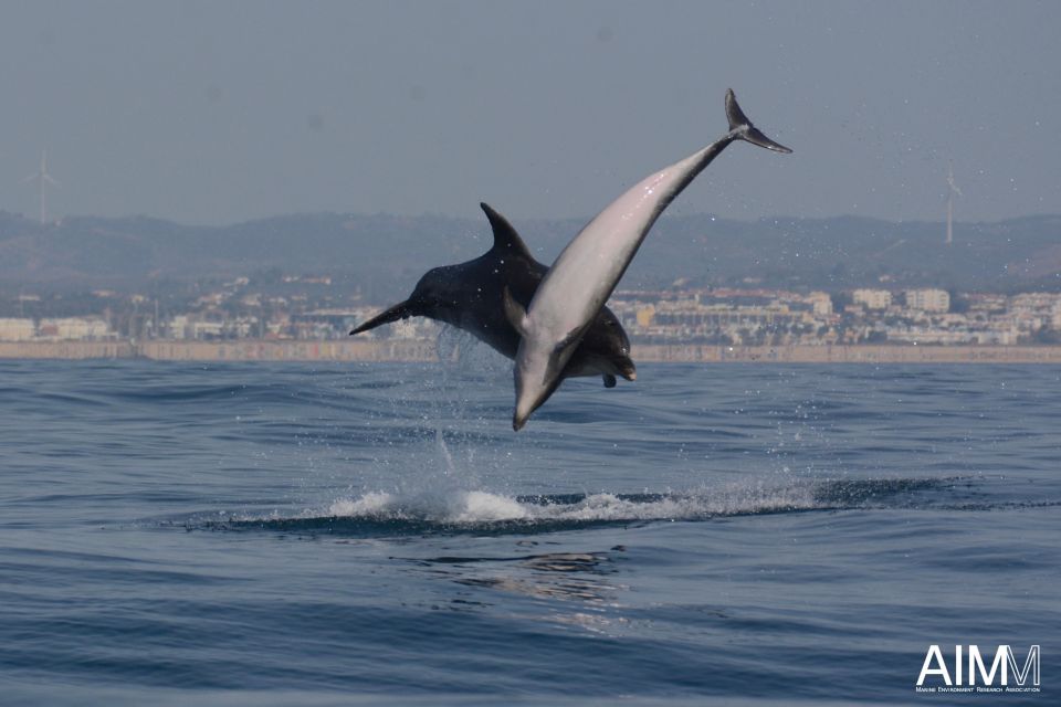 Portimão: Dolphins and Marine Life Boat Tour With Biologist - Experience Description and Marine Species