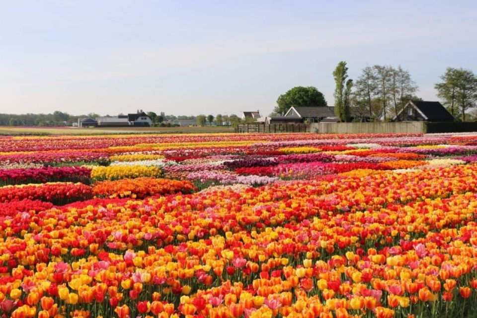 Private Tour to Tulips, Keukenhof, Windmills & Cheese Farm - Attraction Highlights