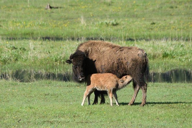 Private Yellowstone Wildlife Sightseeing Tour - Wildlife Sightings and Overall Experience