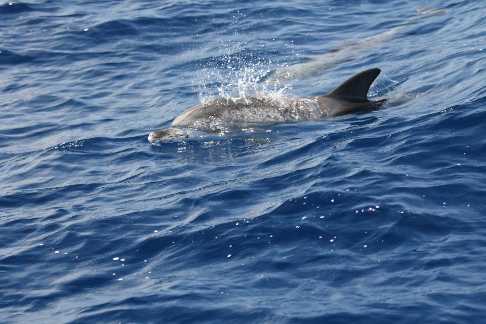 Puerto Colon : Whale & Dolphins Sailing Excursion - Inclusions