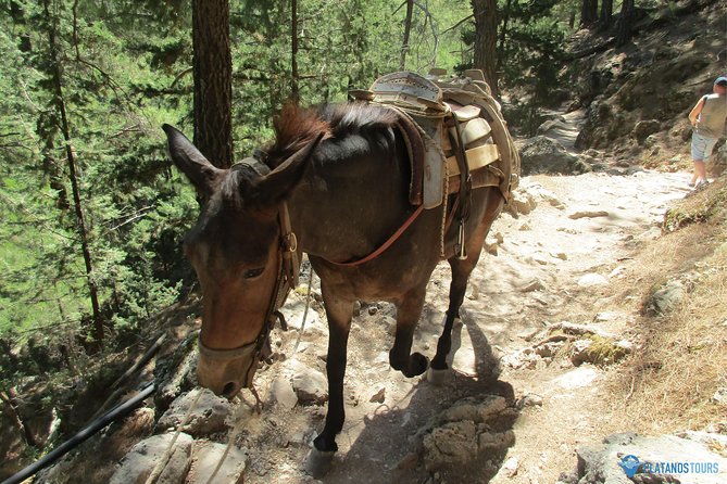 Samaria Gorge Trek: Full-Day Excursion From Chania - Traveler Experience and Reviews