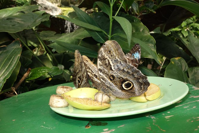 Schmetterlinghaus - Imperial Butterfly House Vienna Admission Ticket - Important Additional Information