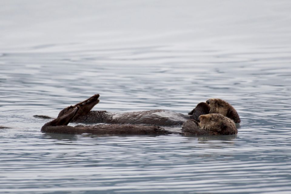 Seward: Resurrection Bay and the Kenai Fjords Orca Cruise - Directions