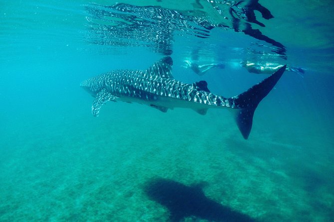 Small Group Whale Shark Snorkeling in La Paz BCS MX - Directions