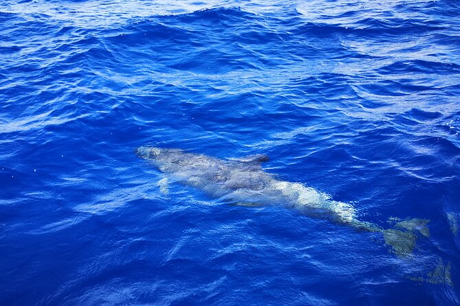 Snorkeling in the Pass - Common questions