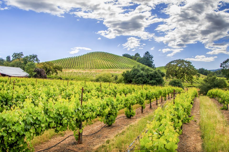 Sonoma Valley: Guided Winery Tour With Picnic Lunch - Important Information for Visitors