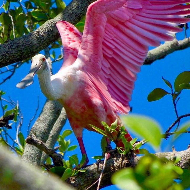 St Pete & St Pete Beach: Coastal Kayak Charters - Meeting Point