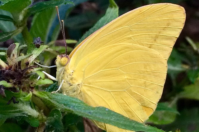 The Maui Butterfly Farm Tour! - Personalized Tour Experience