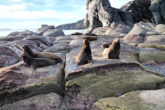 Tour to Coronados Island With Snorkeling Activity - Pricing Details