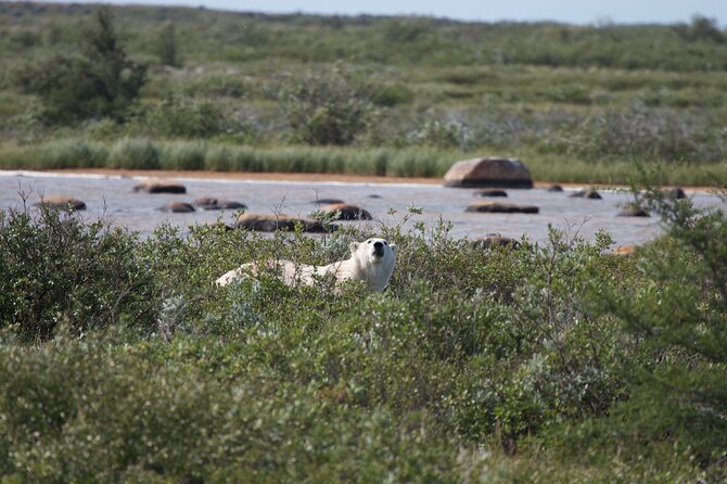 Tundra Buggy Summer Day Tours - Final Words