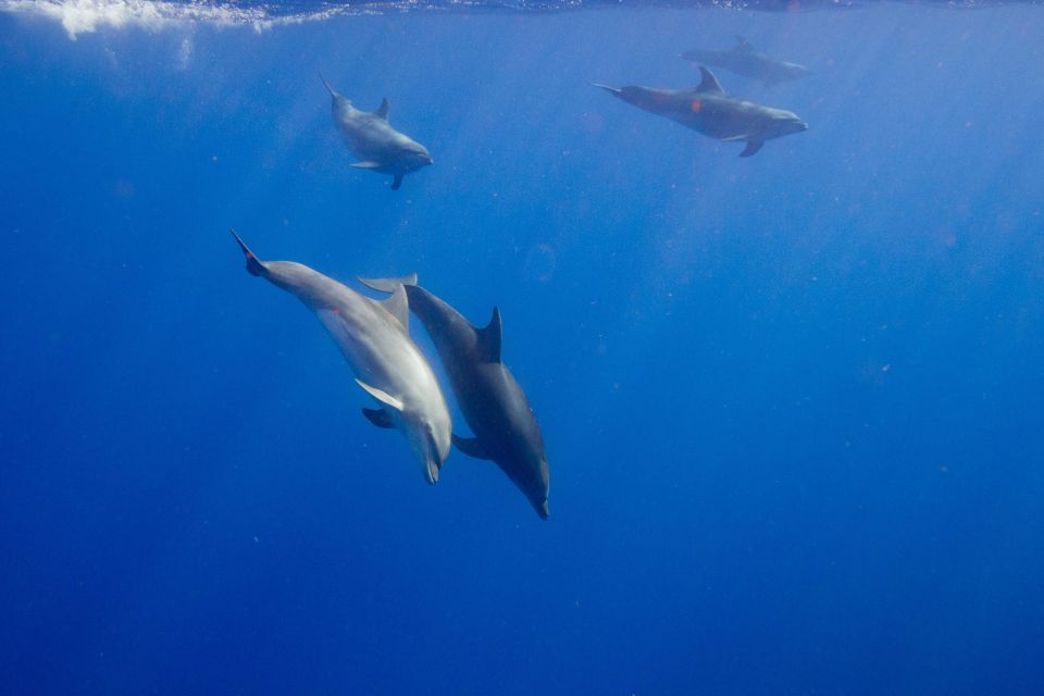 Waianae, Oahu: Swim With Dolphins (Semi-Private Boat Tour) - Location and Parking Details