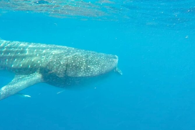 Whale Shark Adventure in Isla Mujeres and Cancun - Concerns and Negative Feedback