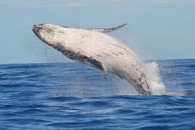 Whale Watching Cruise in Los Cabos - Customer Reviews and Recommendations