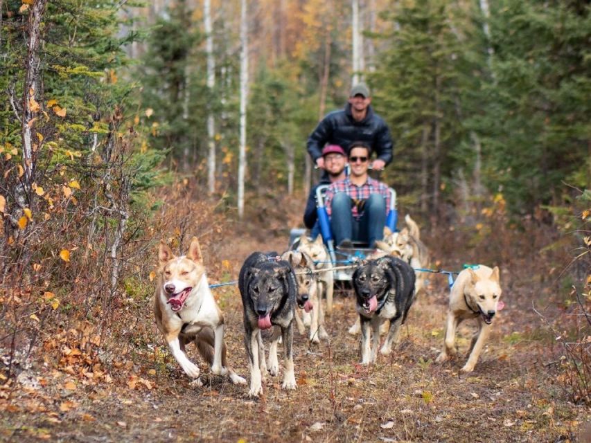 Willow: Summer Dog Sledding Ride in Alaska - Location and Logistics