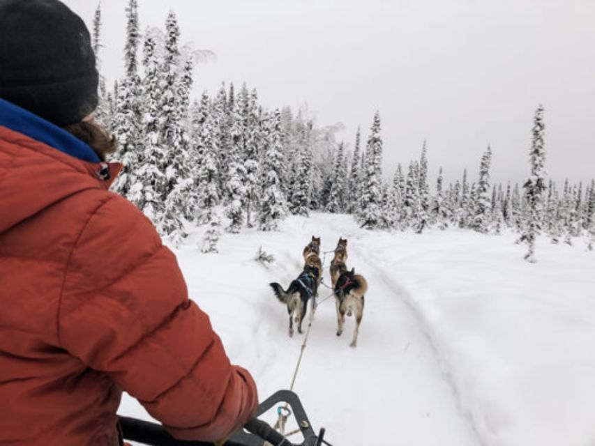 Willow: Traditional Alaskan Dog Sledding Ride - Making the Most of Your Ride