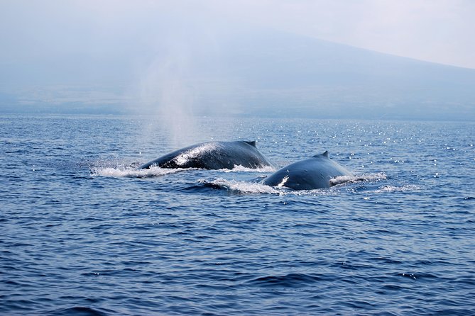 Zodiac Raft Whale Watching Adventure - Tour Restrictions and Guidelines