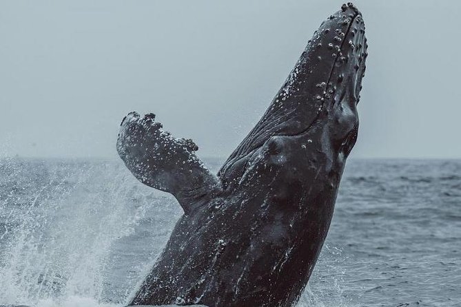 3-Hour Monterey Bay Winter Whale-Watching Tour - Customer Feedback Insights