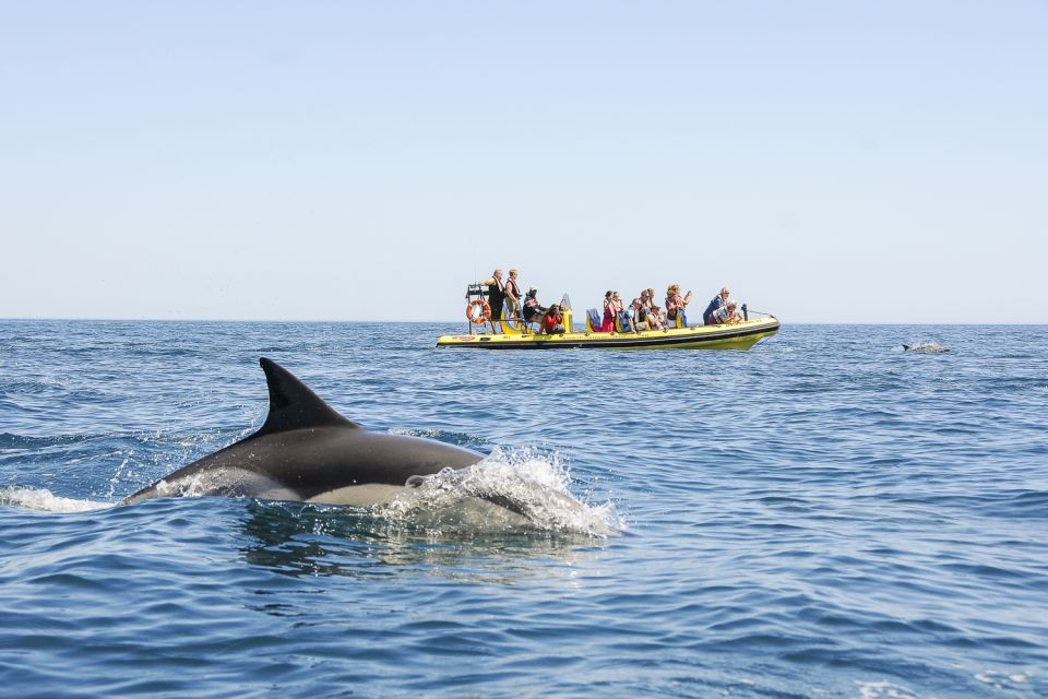 Albufeira: Benagil Caves & Dolphin Watching Speed Boat Tour - Directions & Meeting Point Details