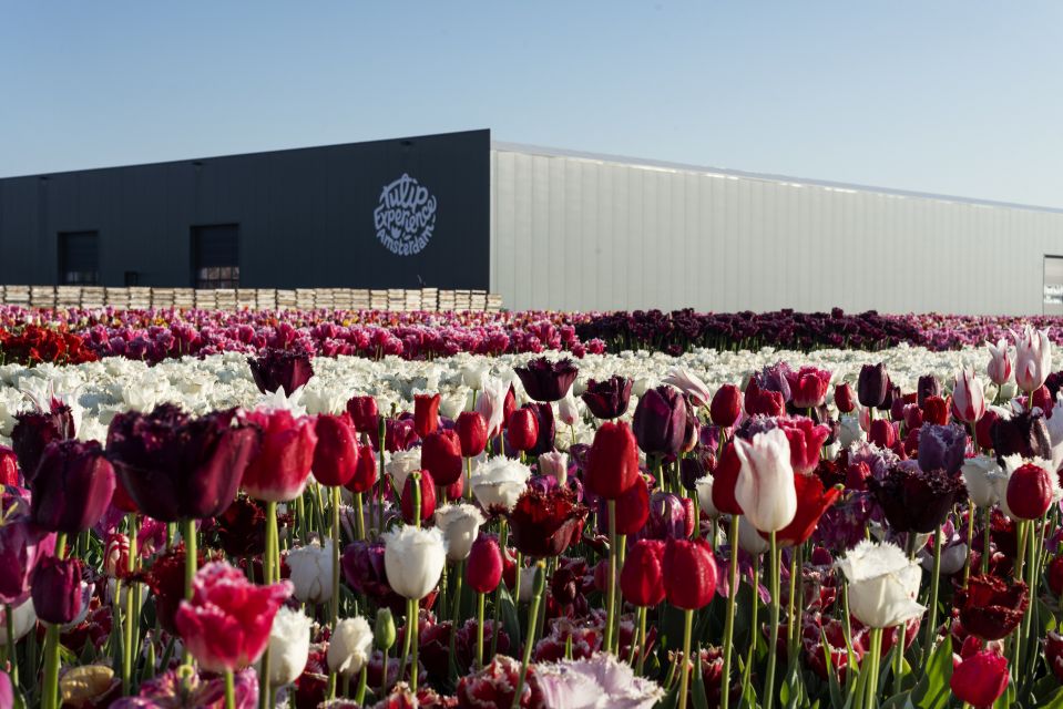 Amsterdam: Keukenhof & Tulip Experience Live Guided Day Tour - Additional Information and Tips