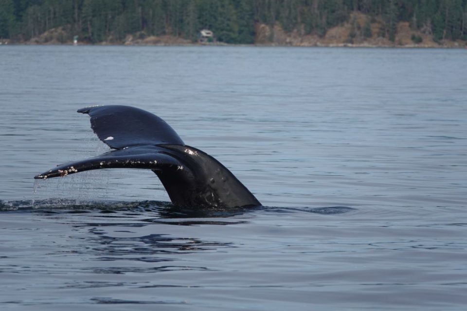 Campbell River: 6-Hour Whale Watching Boat Tour - Final Words