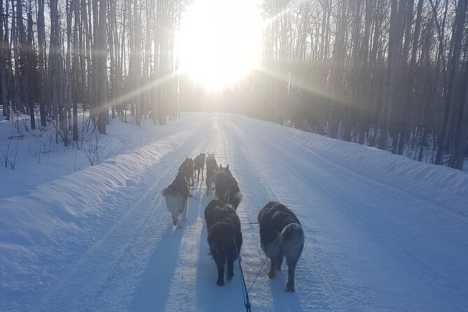 Dog Sled Adventure - Meeting Point and Location